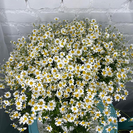 25 танацетума - Фото 5