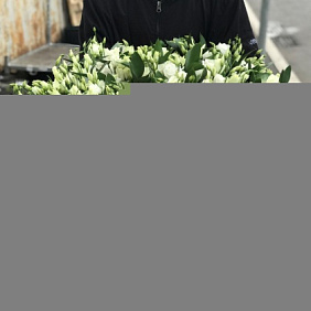 Букет из эустомы 99 шт с рускусом. N280