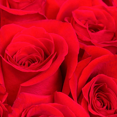 101 красная роза Фридом - Эквадор (50 см) - Фото 3