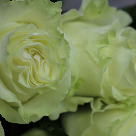 Роза Эквадор Мондиаль 15 штук - Фото 6