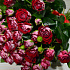 Букет цветов Би баблз 19 - Фото 2