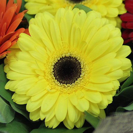 7 Гербер микс - Фото 5