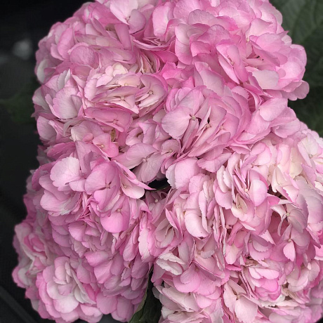 Букет цветов Розовая радость - Фото 3