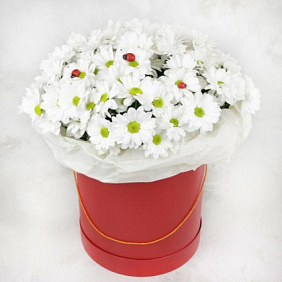 7 Белых Ромашковых хризантем в красной шляпной коробке №154