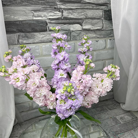 9 матиолы - Фото 4