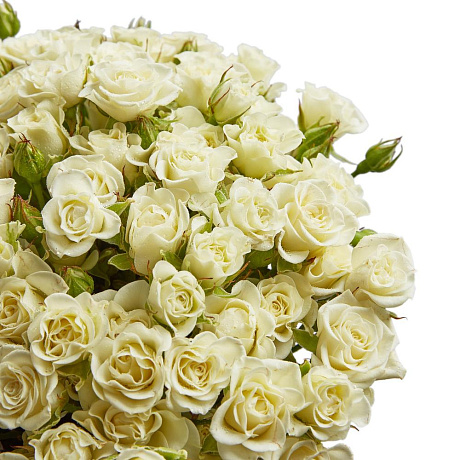 Кустовая роза сорта супер баблс - Фото 5