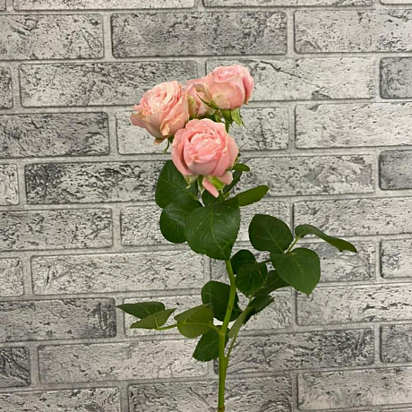 Роза кустовая пионовидная Madam Bombastic - Фото 5