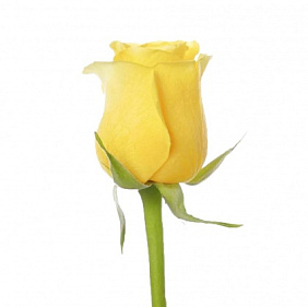 Желтая роза поштучно 40 см