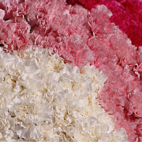 Букет из 101 гвоздики - Фото 4