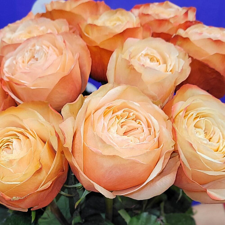 Букет из Пионовидных роз №160 - Фото 6