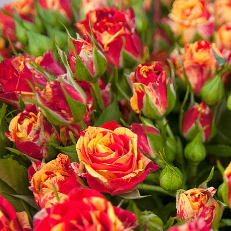 Букет из 25 кустовой розы Фаерфлеш - Фото 3