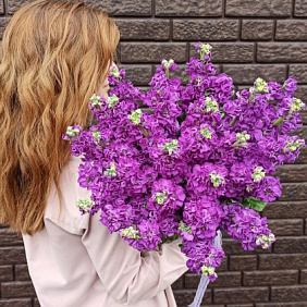 Букет из глубоко пурпурной маттиолы