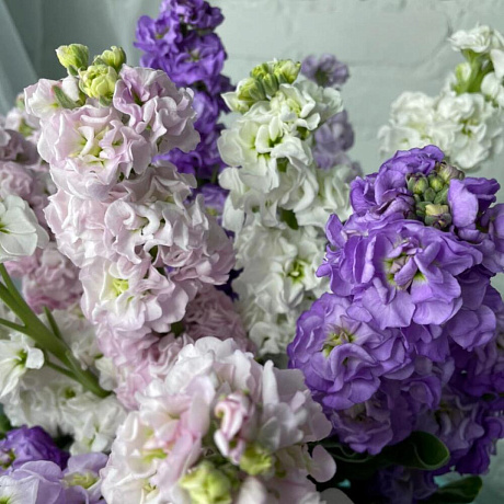 15 маттиол - Фото 3