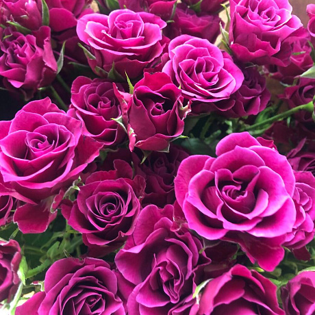 Роза кустовая Маджента 9шт - Фото 5