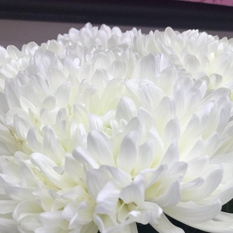 Белоснежная хризантема - Фото 6