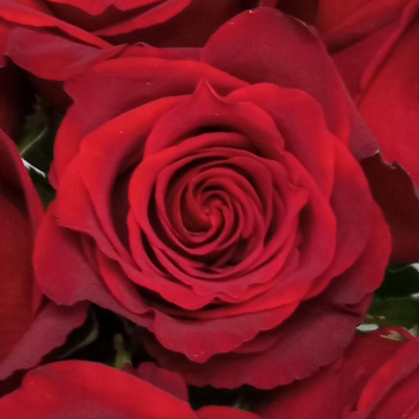 Шикарная эквадорская роза 11 шт - Фото 4