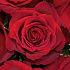 Шикарная эквадорская роза 11 шт - Фото 4