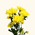 Хризантема кустовая Baltica желтая - Фото 1