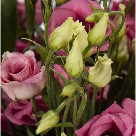 Букет соло Розовая Эустома - Фото 2