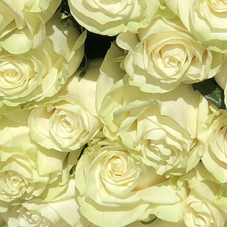 51 белая роза 70 см в крафте - Фото 6