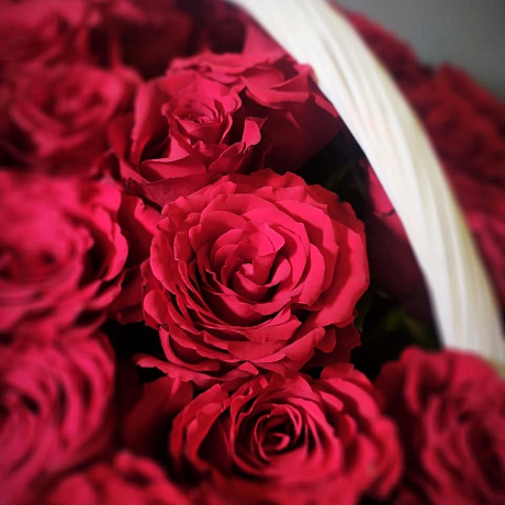 151 красная роза премиум эквадор - Фото 3