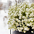 Цветы в коробке Снег - Фото 5