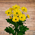 Хризантема кустовая жёлтая 1ветка - Фото 2