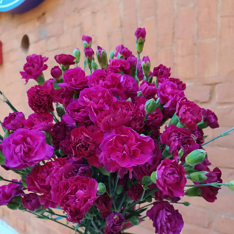 Букет из 49 кустовых гвоздик - Фото 2