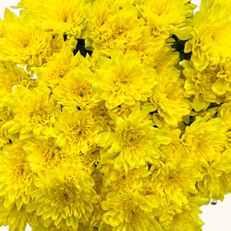Хризантема кустовая Baltica желтая - Фото 4