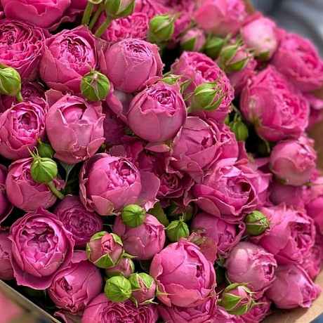 Кустовая роза Мисти Баблс - Фото 5