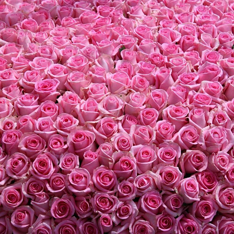 1001 розовая роза №161 - Фото 2