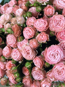 11 розовых пионовидных роз Бомбастик в деревянной шляпной коробке № 810