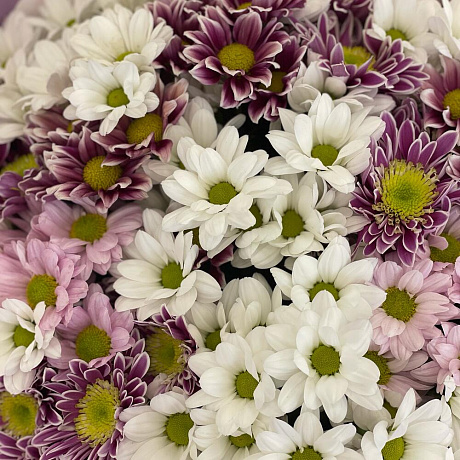 Букет из 25 кустовых хризантем - Фото 5