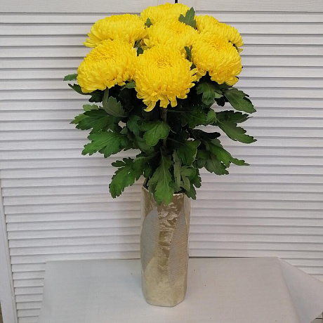 Ароматная крымская хризантема  - Фото 5