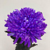 Одноголовая хризантема фиолетовая - Фото 2