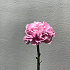 Цветок Dianthus нежно розовый - Фото 1
