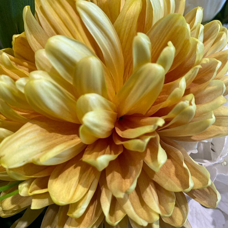 Букет с пушистой гортензией и хризантемой - Фото 2