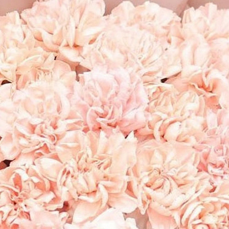 Букет из 19 гвоздик №161 - Фото 4