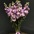 Букет цветов Ароматная матиола - Фото 5
