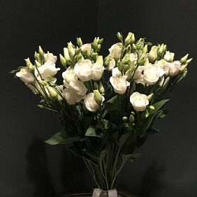 Эустома №162