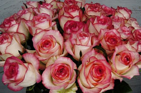 51 розовая роза Джумелия в большой голубой шляпной коробке №540
