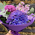Букет из Гидрангии - Фото 3