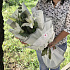Белая лилия с эвкалиптов в дизайнерской упаковке - Фото 1