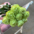 Монобукет 9 Зелёных роз 60см - Фото 4