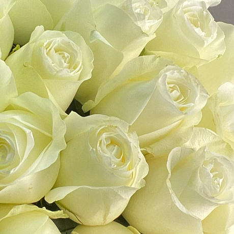 Букет из 25 эквадорских роз №164 - Фото 6