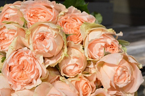 11 персиковых пионовидных роз Премиум в коробке