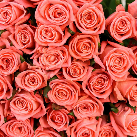 Букет из 51 коралловой розы (70 см). N884 - Фото 6