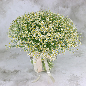 Букет из 51 ромашки-матрикария