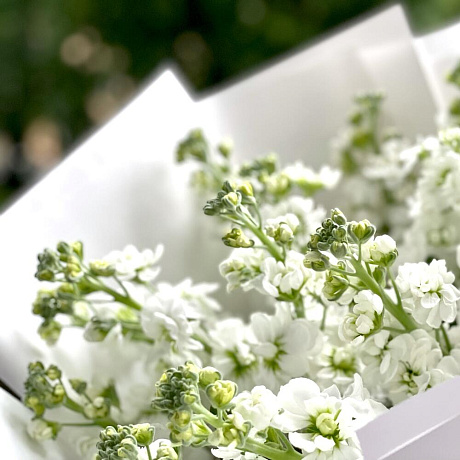 Букет цветов Матиола - Фото 2