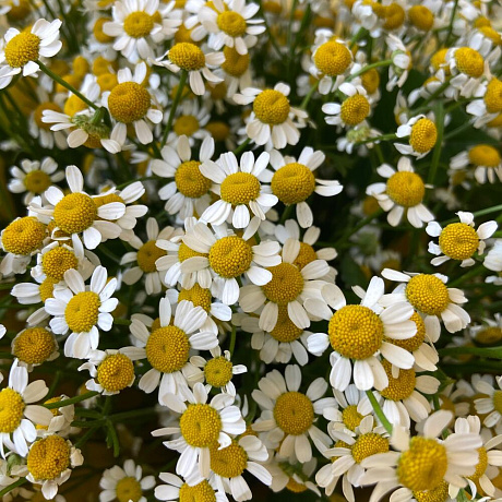 Букет цветов Ромашковый луг - Фото 5